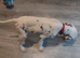 Six beautiful dalmatian puppies