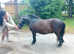 Quality registered standard shetland gelding