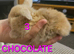 Mini lop babies