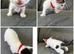 3 playful male kittens available