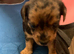 Yorkie/Chihuahua
