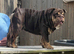 17 month old English bulldog
