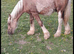 Palamino colt to make 14&rsquo;2