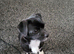 Rehome