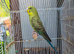 Two budgies black mutation