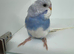Beautiful baby budgies for sale
