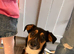 DOG FOR REHOMING