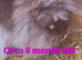 *READY NOW*FEMALE & MALE DOUBLE MANED LIONHEAD x CASHMERE MINILOPS