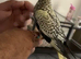 Cuddly tame baby cockatiel