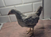 Pekin batam pullets and 1 game batam pullets