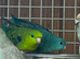 Lineolated parakeet