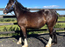 Traditional Black Cob Filly To Make 15.2hh " Black Filly Cob/Heavy Horse