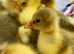 EMBDEN / TOULOUSE GOOSE HATCHING EGGS X 4