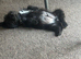 Male Spaniel Puppy