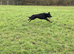 Bi colour German Shepherd male
