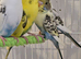 Pied Budgies Top Quality male and female