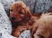 Cavapoo puppies