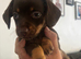 chiweenie last girl ready now
