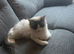 Radgoll kittens