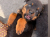 Rottweiler Puppys