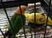 Baby caique
