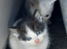 Gorgeous Kittens available soon!