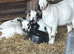 6 month old Pygmy wethers