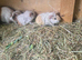 Baby guinea pigs