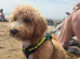 Poochon looking for a loving home