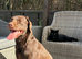 Female chocolate labrador