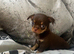 Choclate tan smoothcoat male