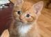 4 adorable kittens