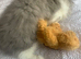 Ready Now*GCCF Reg. Persian Kitten