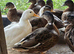 Male Call Ducks