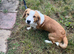 Collie cross Bassett hound