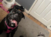Two cane corso males