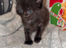 3 Kittens