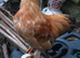 Bantam/Serama Cockerel. Free