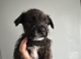 Terrier cross staff puppies