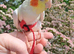 Cockatiel tame friendly