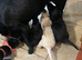 Pedigree lab puppies for sale