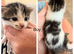 4 kittens for sale