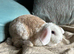Gorgeous Mini Plush Lop Rabbits