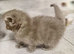 Exquisite Ragdoll / Turkish Angora Kittens – 8 Weeks Old | Blue-Eyed | Home-Raised