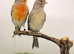 2025 canary pair