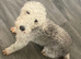 Blue bedlington terrier puppies