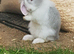 Miley the rabbit