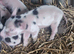 Kunekune piglets