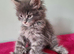 Tica Registered Maine coon kittens
