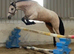TOP CLASS Connemara mare available!